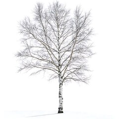 Fototapeta premium Gray Birch tree isolated on a white background, close up