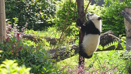 lovely young giant panda cub playing in the tree, playful baby panda climbing the tree at Chengdu China