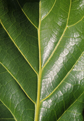 Close-up of a green fig tree ficus leaf abstract