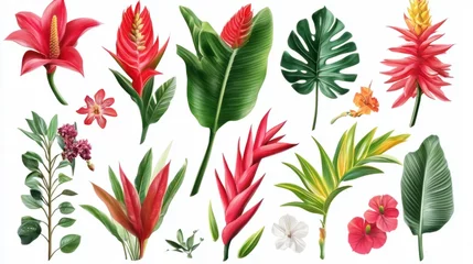 Selbstklebende Fototapeten Tropical flower set featuring bold red gingers and vibrant heliconias, isolated on white © Ti Studio