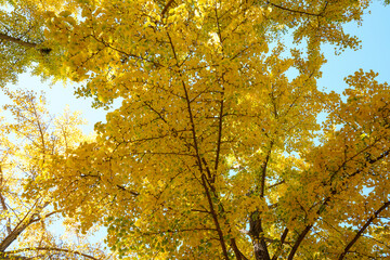 Golden Ginkgo Leaves in Beijing Ditan Park