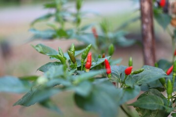 Thai chili, flowers and fruits, focus on planting in specific areas. Chili is a vegetable in the home garden.