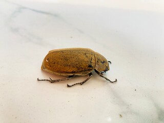 close up of brown beetle bug on the white ground
