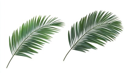 Two green palm leaves arranged side by side on a white background.