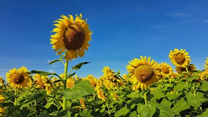 Yellow sunflowers blooming in field. Sunflowers bloomed brightly yellow all over the field.