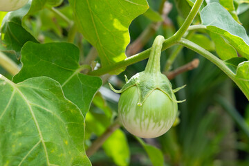 Thai round Green Eggplant on tree,ingredients for thai food.(terung lalap)