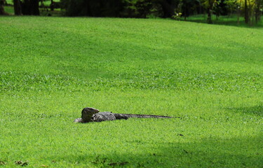 Monitor lizard is sunbathing on green lawn in park.Water monitor is black reptile with forked tongue, white or yellow floral markings, rough, scaly skin, large body. Can eat both fresh or rotten food
