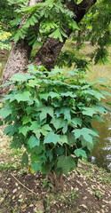Chaya Spinach (Cnidoscolus chayamansa) is grown in gardens near ponds. native to Mexico. Leaves serrated similar papaya, Chaya used cooking. Cooling effect that helps flush out toxins from the body
