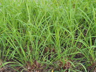 Vetiver Grass or Vetiveria Zizanioides Nash is a dense clumping plant with a deep root system that spreads straight down into the soil like a retaining wall.The stem has a sheath that covers the trunk
