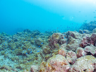 岩場に集まる、美しいソラスズメダイ（スズメダイ科）他の群れ。
英名学名：Heavenly Damselfish (Pomacentrus coelestis)
静岡県伊豆半島賀茂郡南伊豆町中木ヒリゾ浜2024年
