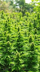 Bountiful crop of mature cannabis plants ready for harvesting, outdoor cultivation, flourishing