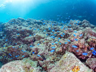 岩場に集まる、美しいソラスズメダイ（スズメダイ科）他の群れ。
英名学名：Heavenly Damselfish (Pomacentrus coelestis)
静岡県伊豆半島賀茂郡南伊豆町中木ヒリゾ浜2024年
