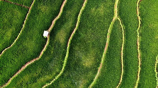 aerial panorama of agrarian rice fields landscape in the village of Central Java, like a terraced rice fields ubud Bali ASIA Indonesia	