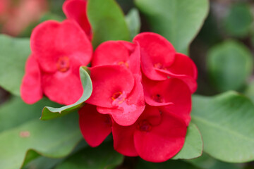 Close-up view of red Euphorbia Milii Desmoul or Crown of Thorns flower in bloom