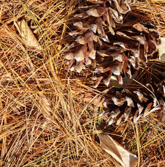 
pine needles and pine cones