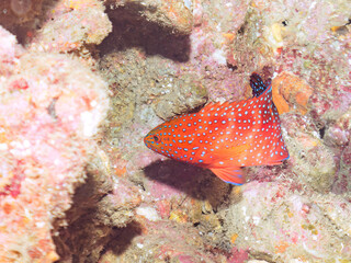 美しいユカタハタ（ハタ科）の幼魚。
英名学名：Coral hind, Coral grouper, Blue-spotted rockcod, Cephalopholis miniata
静岡県伊豆半島賀茂郡南伊豆町中木ヒリゾ浜2024年
