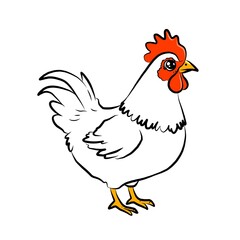 Chicken, chicken picture , beautiful images used in general work.