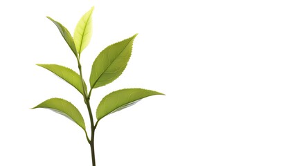 Fototapeta premium Green tea leaf isolated on white background.