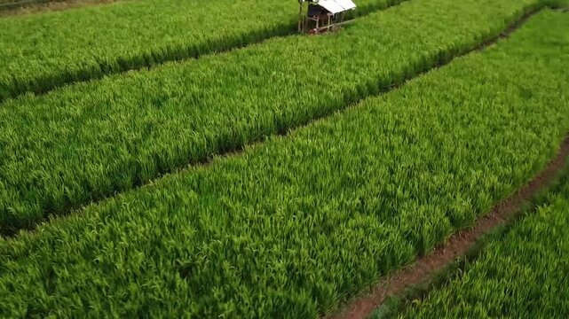 aerial panorama of agrarian rice fields landscape in the village of Central Java, like a terraced rice fields ubud Bali ASIA Indonesia	