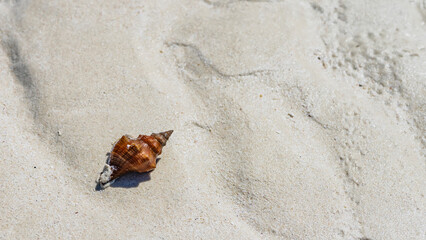 A red-brown seashell on a sandy beach. Spirally twisted shiny clam shell in the lower left corner. Top view.  Madagascar
