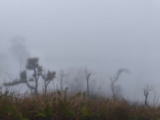 A foggy mountain landscape with tall trees and unique plants.