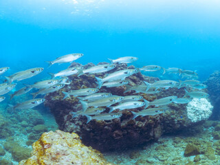 水面近くを泳ぐ美しいボラ（ボラ科）の群れ。
英名学名：Flathead Gray Mullet...