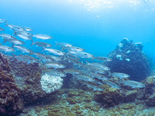 水面近くを泳ぐ美しいボラ（ボラ科）の群れ。
英名学名：Flathead Gray Mullet (Mugil cephalus)
静岡県伊豆半島賀茂郡南伊豆町中木ヒリゾ浜2024年
