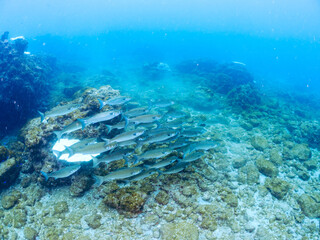水面近くを泳ぐ美しいボラ（ボラ科）の群れ。
英名学名：Flathead Gray Mullet...