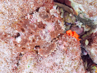 エスカ（触手）を振って魚を呼び寄せて狩る、巨大なオオモンカエルアンコウ（カエルアンコウ科）。
英名学名：Giant Frogfish, Antennarius commersoni
自分よりも大きな獲物でも、１０倍に広がる大きな口で丸呑みにする。
その速度は0.0001秒。生物界最速のハンターである。

静岡県伊豆半島賀茂郡南伊豆町中木ヒリゾ浜2024年
