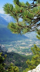 Obraz premium A close-up of pine branches overlooking a lush valley and mountains in the background.
