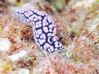 美しいツブツブコイボウミウシ（イボウミウシ科）。
英名学名：Tsubutusubukoibo Sea slug (Phyllidiella pustulosa)
静岡県伊豆半島賀茂郡南伊豆町中木ヒリゾ浜2024年
