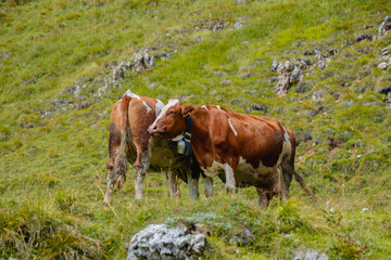 V&C_Switzerland&ItalyAUG-SEPT2024-