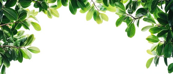 Fototapeta premium Tropical tree branches with leaves isolated on a white background creating a lush green foliage backdrop and providing room for a copy space image