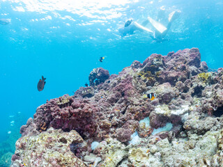 高海水温が続いているのでサンゴの白化現象が起きている。
美しいイソギンチャク畑の可愛いクマノミ（クマノミ亜科）ペア、ミツボシクロスズメダイ（スズメダイ科）他の群れ。
英名学名：
Yellowtail clownfish (Amphiprion clarkii)
Threespot dascyllus (Dascyllus trimaculatus) 
南伊豆町中木ヒリゾ浜2024年

