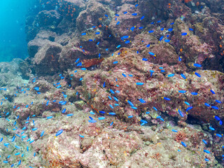 美しいソラスズメダイ（スズメダイ科）他の群れとウミトサカ（ウミトサカ科）、イボヤギ（キサンゴ科）他のソフトコーラルが群生する美しい岩礁。
英名学名：Heavenly Damselfish (Pomacentrus coelestis) 
Alcyonacea
Orange Cup Coral (Tubastraea foulkneri) 
静岡県伊豆半島賀茂郡南伊豆町中木ヒリゾ浜2024年
