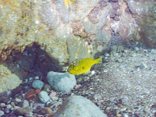 膨らむ
可愛いサザナミフグ（フグ目）の幼魚。
英名学名：White-spotted puffer (Arothron hispidus)
静岡県伊豆半島賀茂郡南伊豆町中木ヒリゾ浜2024年
