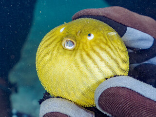 膨らむ
可愛いサザナミフグ（フグ目）の幼魚。
英名学名：White-spotted...