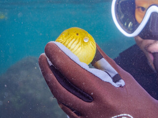 膨らむ
可愛いサザナミフグ（フグ目）の幼魚。
英名学名：White-spotted...
