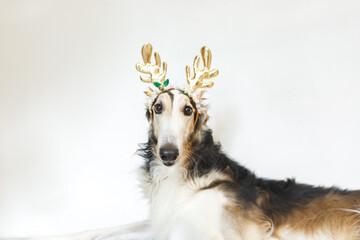 Fototapeta premium A dog dressed as a reindeer with antlers, Cheerful Happy New Year visual with copy space
