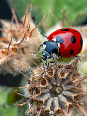 ladybug in a thorny situation