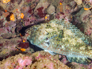 美しく大きなブダイ（ブダイ科）の群れ。
英名学名：Parrotfish, Calotomus japonicus
静岡県伊豆半島賀茂郡南伊豆町中木ヒリゾ浜2024年
