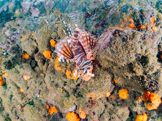トリオでいる
広げた羽根が美しいキリンミノ（フサカサゴ科）。
英名学名：Zebra turkeyfish (Dendrochirus zebra)
静岡県伊豆半島賀茂郡南伊豆町中木ヒリゾ浜2024年
