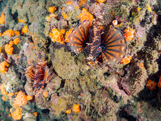 トリオでいる
広げた羽根が美しいキリンミノ（フサカサゴ科）。
英名学名：Zebra turkeyfish (Dendrochirus zebra)
静岡県伊豆半島賀茂郡南伊豆町中木ヒリゾ浜2024年
