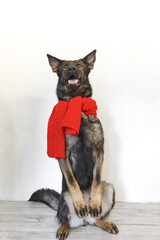 Charming german shepherd dog wearing a warm winter red scarf against white wall at home