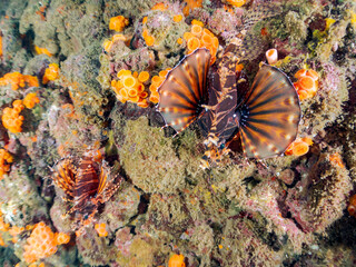 トリオでいる
広げた羽根が美しいキリンミノ（フサカサゴ科）。
英名学名：Zebra turkeyfish (Dendrochirus zebra)
静岡県伊豆半島賀茂郡南伊豆町中木ヒリゾ浜2024年
