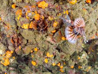 トリオでいる
広げた羽根が美しいキリンミノ（フサカサゴ科）。
英名学名：Zebra turkeyfish (Dendrochirus zebra)
静岡県伊豆半島賀茂郡南伊豆町中木ヒリゾ浜2024年
