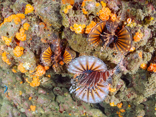 トリオでいる
広げた羽根が美しいキリンミノ（フサカサゴ科）。
英名学名：Zebra turkeyfish (Dendrochirus zebra)
静岡県伊豆半島賀茂郡南伊豆町中木ヒリゾ浜2024年
