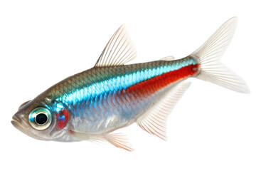 A beautiful neon tetra fish (Paracheirodon innesi) on isolated white background. 