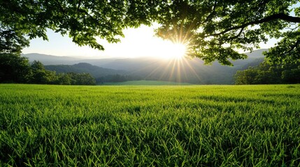 Serene grassy landscape with sunlight streaming through trees.