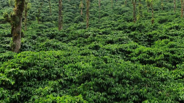top view of coffee plantation on mountain Chikmagalur India.